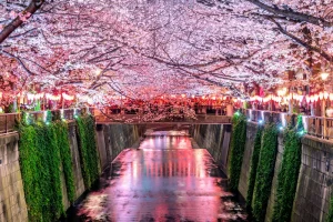 cherry blossoms in south korea